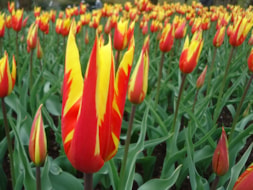 Keukenhof (36)
